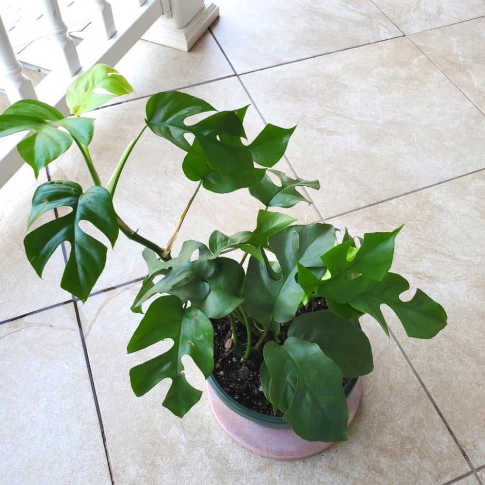 SOLD Rhaphidophora Tetrasperma | 5.5" pot - Picture 10 of 10